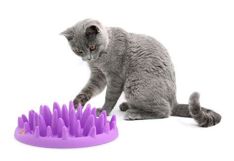 self feeders for cats